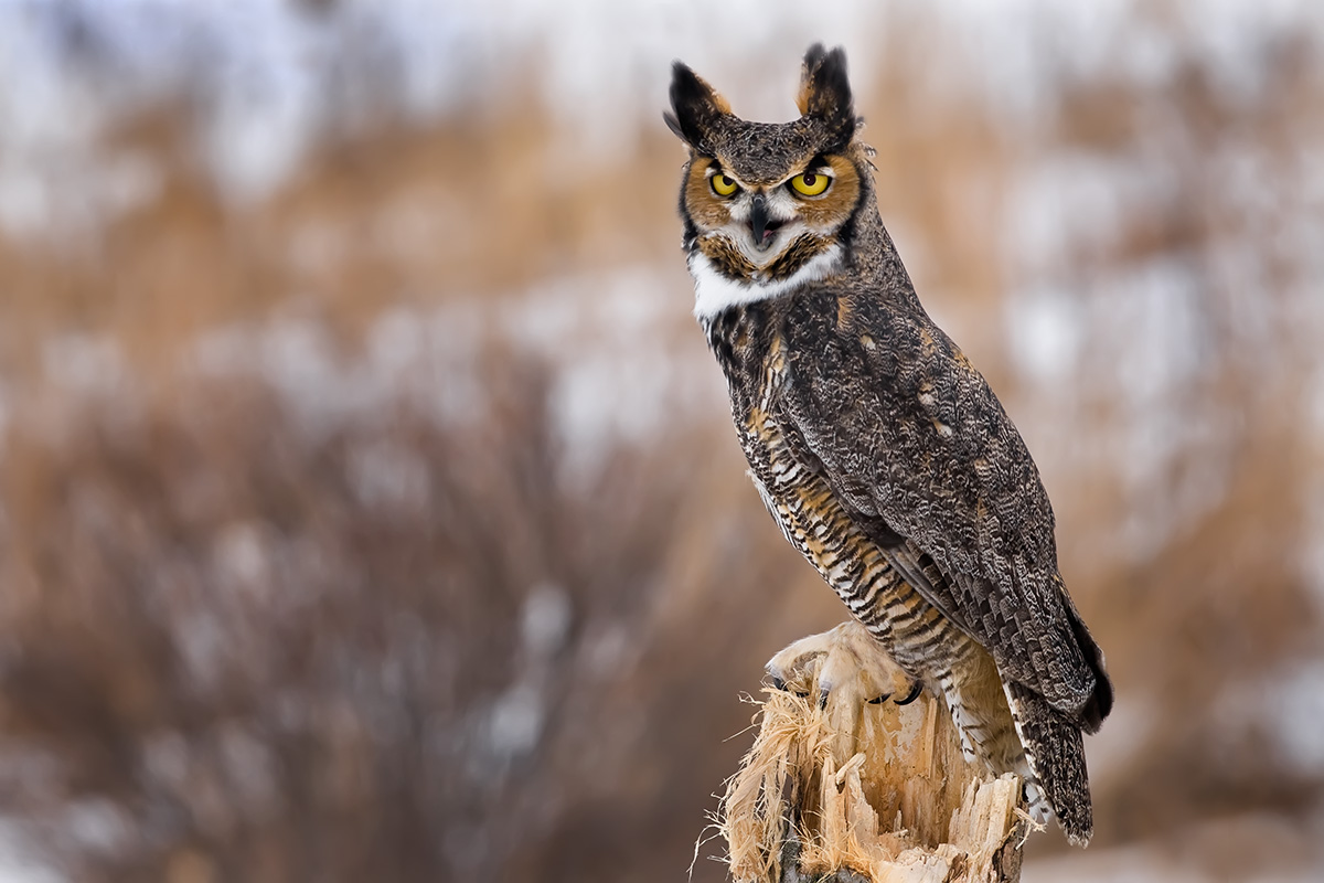 great-horned-owl-minnesota-breeding-bird-atlas