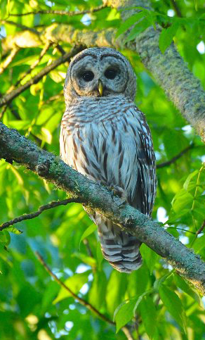 owl barred minnesota species bardon karl bird