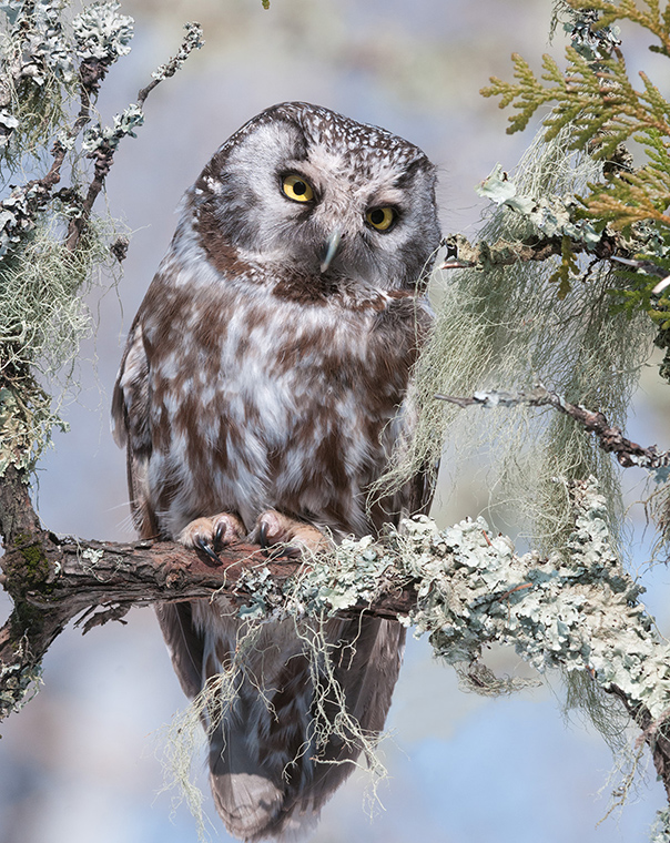 Boreal Owl Owls Minnesota Best Sale | head.hesge.ch