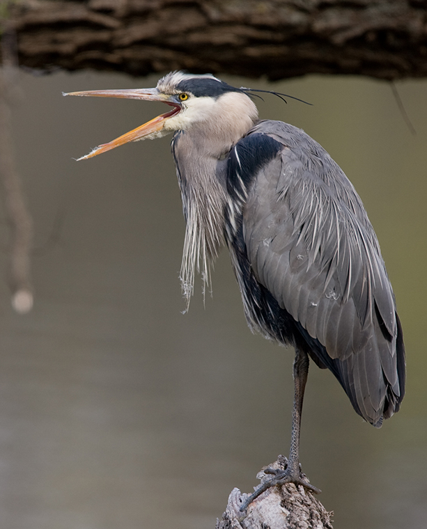 Herring Bird