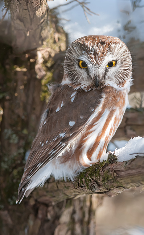 northern saw whet owl habitat