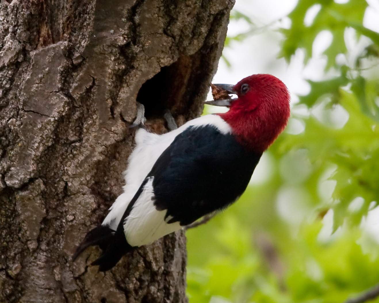 Blue Jay Barrens: Red-headed Woodpeckers