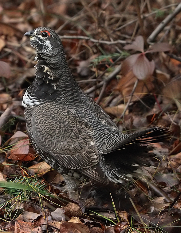 Spruce Grouse Minnesota Breeding Bird Atlas