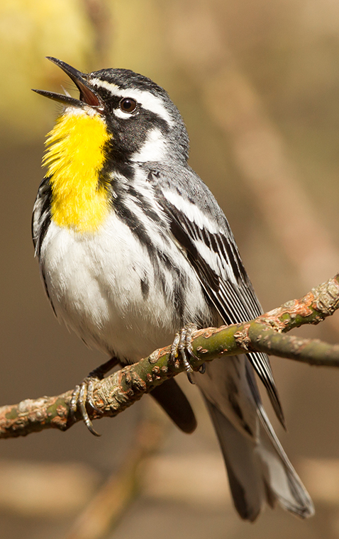 Yellow-throated Warbler : Minnesota Breeding Bird Atlas