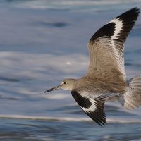 Willet
